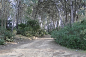 Parque Forestal Las Aguilillas